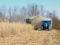 miscanthus.PNG_compressed.JPEG